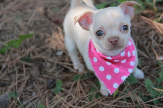 Chihuahua Puppy for sale in EDMOND, OK, USA