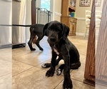 Small Photo #2 Great Dane Puppy For Sale in MILLINGTON, TN, USA