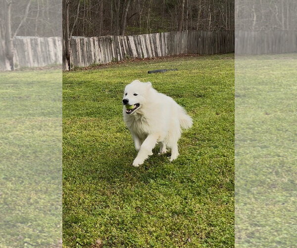 Medium Photo #2 Great Pyrenees Puppy For Sale in Thomasville, NC, USA
