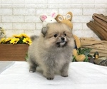 Small Photo #3 Pomeranian Puppy For Sale in SEATTLE, WA, USA