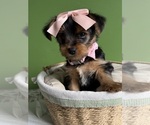 Small Yorkshire Terrier
