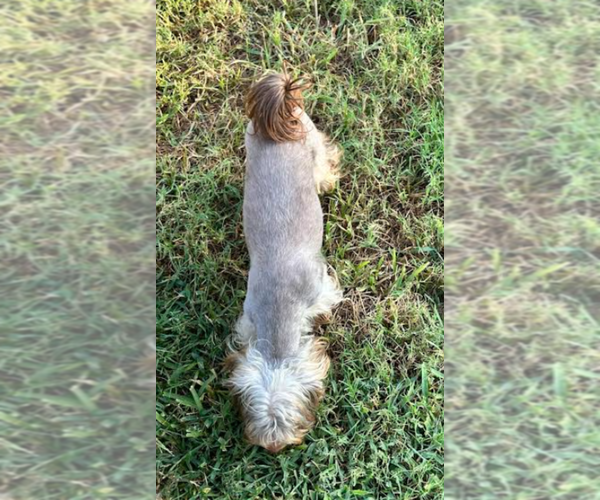 Medium Photo #2 Yorkshire Terrier Puppy For Sale in CYPRESS, TX, USA