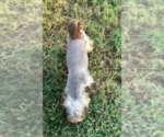 Small #1 Yorkshire Terrier