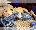 Small #4 Great Dane Mix