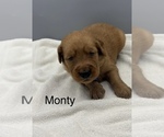 Small #6 Golden Retriever