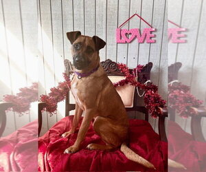 Boxer-German Shepherd Dog Mix Dogs for adoption in Monterey, VA, USA