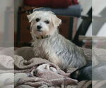 Small #6 Maltese Mix