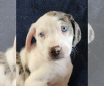 Small #13 Catahoula Leopard Dog