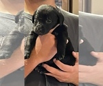 Small Photo #5 Labrador Retriever Puppy For Sale in FORT MORGAN, CO, USA