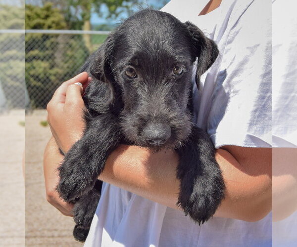Medium Photo #4 Irish Wolfhound-Unknown Mix Puppy For Sale in Huntley, IL, USA