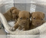 Small Photo #13 Dogue de Bordeaux Puppy For Sale in DALLAS, TX, USA