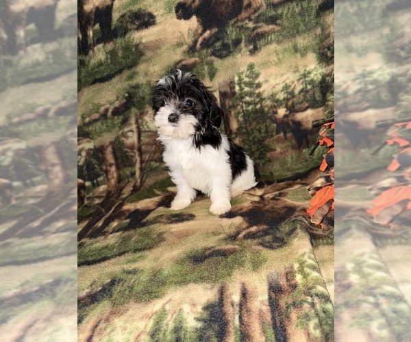 Medium Photo #3 Cavapoo (Miniature) Puppy For Sale in MUNFORDVILLE, KY, USA
