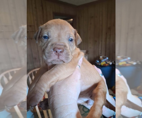 Medium Photo #9 Olde English Bulldogge Puppy For Sale in SAXE, VA, USA