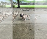 Puppy Tan collar Mastiff