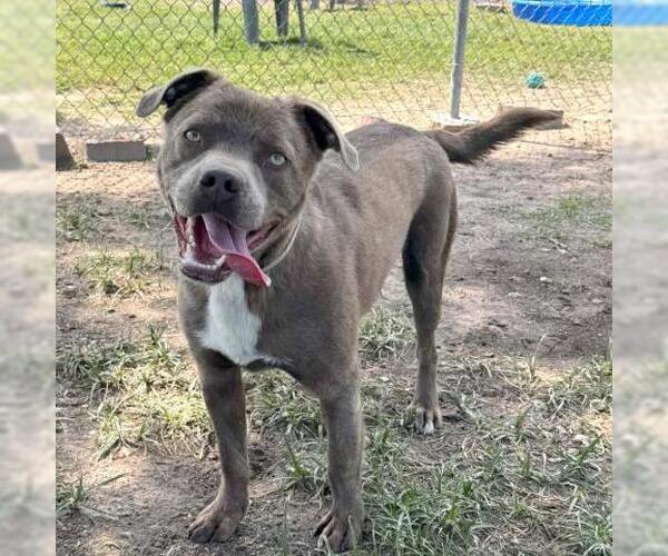 Medium Photo #2 Mutt Puppy For Sale in Conroe, TX, USA