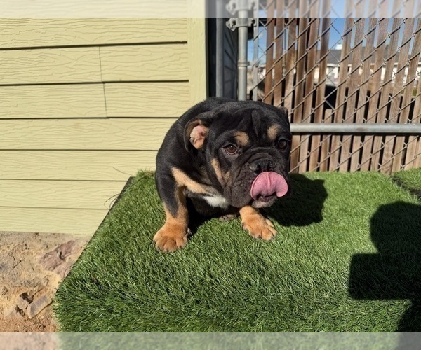 Medium Photo #3 English Bulldog Puppy For Sale in PITTSBURGH, PA, USA