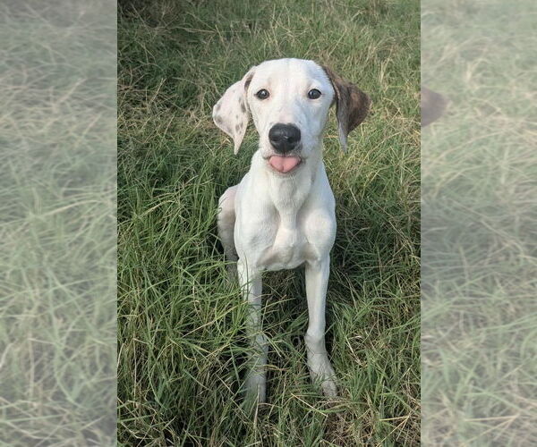 Medium Photo #5 Mutt Puppy For Sale in Boston, MA, USA