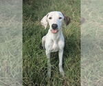 Small #4 Mutt