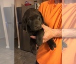 Small Photo #9 Labrador Retriever Puppy For Sale in FREDERICK, MD, USA