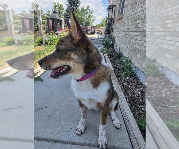 Medium Photo #3 Mutt Puppy For Sale in Denver , CO, USA