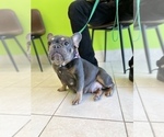 Small Photo #13 French Bulldog Puppy For Sale in CYPRESS, TX, USA