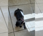 Small #15 French Bulldog