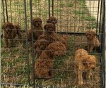 Small Photo #15 Poodle (Standard) Puppy For Sale in JOPLIN, MO, USA