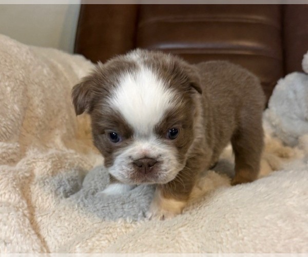 Medium Photo #1 French Bulldog Puppy For Sale in SAN ANTONIO, TX, USA