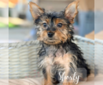 Small #9 Yorkshire Terrier