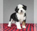Small Photo #7 Miniature Bernedoodle Puppy For Sale in DALTON, OH, USA