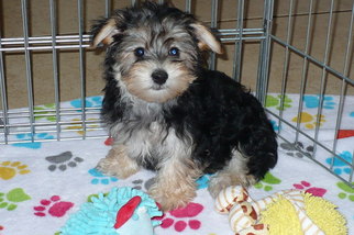 Morkie Puppy for sale in TUCSON, AZ, USA