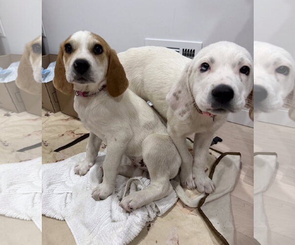 Medium Photo #4 Bluetick Coonhound-Great Pyrenees Mix Puppy For Sale in Staten Island, NY, USA