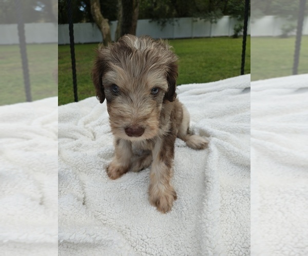 Medium Photo #1 Goldendoodle Puppy For Sale in HUDSON, FL, USA