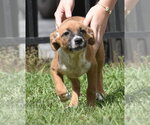 Small #1 Mutt