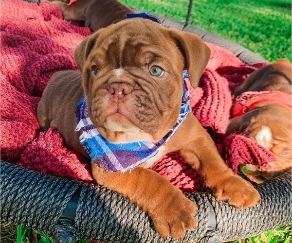 Medium Photo #1 English Bulldog Puppy For Sale in DURANT, OK, USA