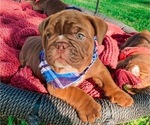Small Photo #1 English Bulldog Puppy For Sale in DURANT, OK, USA