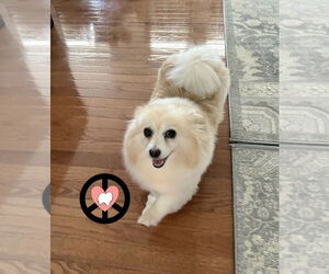 Medium Pomeranian