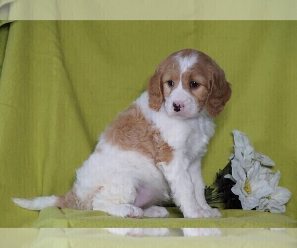 Medium Photo #2 Miniature Labradoodle Puppy For Sale in FREDERICKSBG, OH, USA