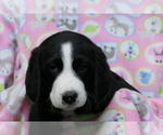 Puppy 6 Bernedoodle-Greater Swiss Mountain Dog Mix