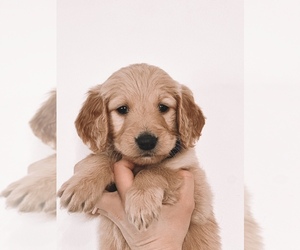Goldendoodle Puppy for sale in EAGLE MOUNTAIN, UT, USA