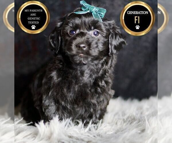 Medium Photo #73 YorkiePoo Puppy For Sale in WARSAW, IN, USA