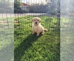 Small #40 Golden Retriever
