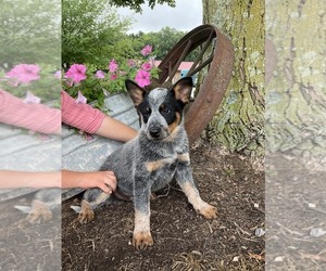 Australian Cattle Dog Puppy for sale in AUGSBURG, IL, USA
