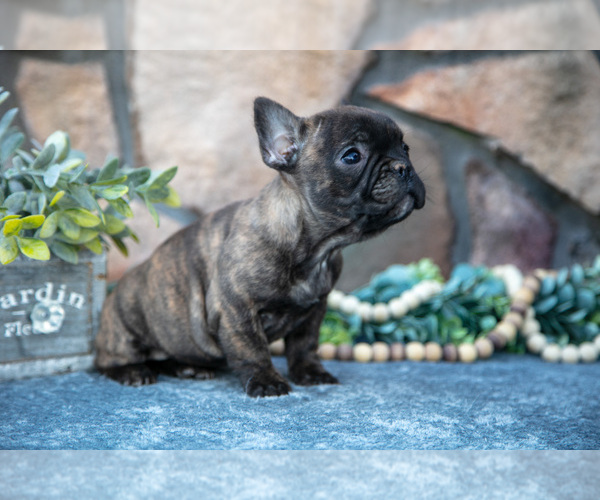 Medium Photo #3 French Bulldog Puppy For Sale in MILLERSBURG, OH, USA