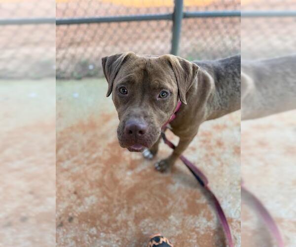 Medium Photo #2 American Staffordshire Terrier-Unknown Mix Puppy For Sale in Tallahassee, FL, USA