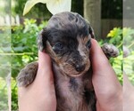 Small #6 Aussiedoodle Miniature 
