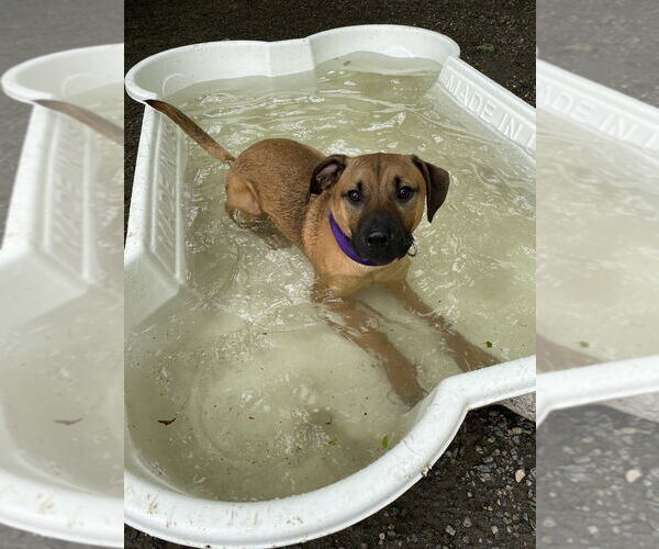 Medium Photo #6 Mutt Puppy For Sale in Elmsford, NY, USA