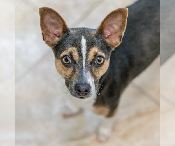 Medium Photo #1 Rat-Cha Puppy For Sale in Hilton Head, SC, USA