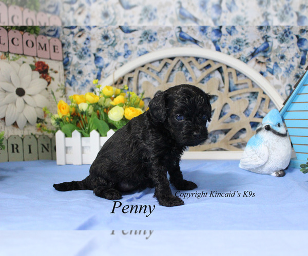 Medium Photo #7 Cavapoo Puppy For Sale in CHANUTE, KS, USA