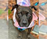 Small American Pit Bull Terrier
